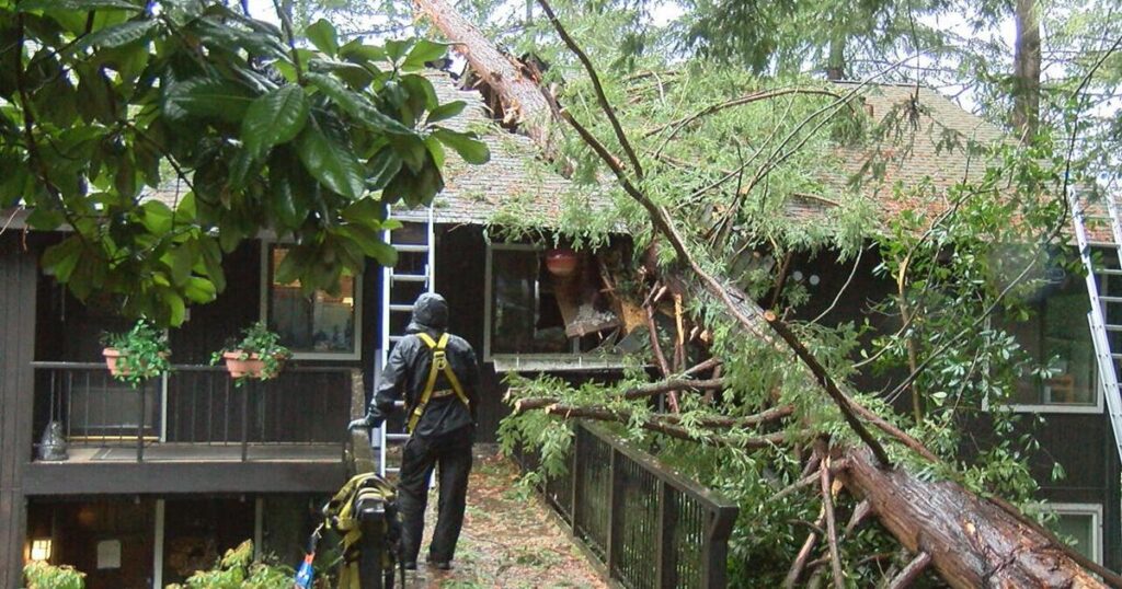 Fallen trees, bad weather, and power outages plague Eugene after heavy winds | News