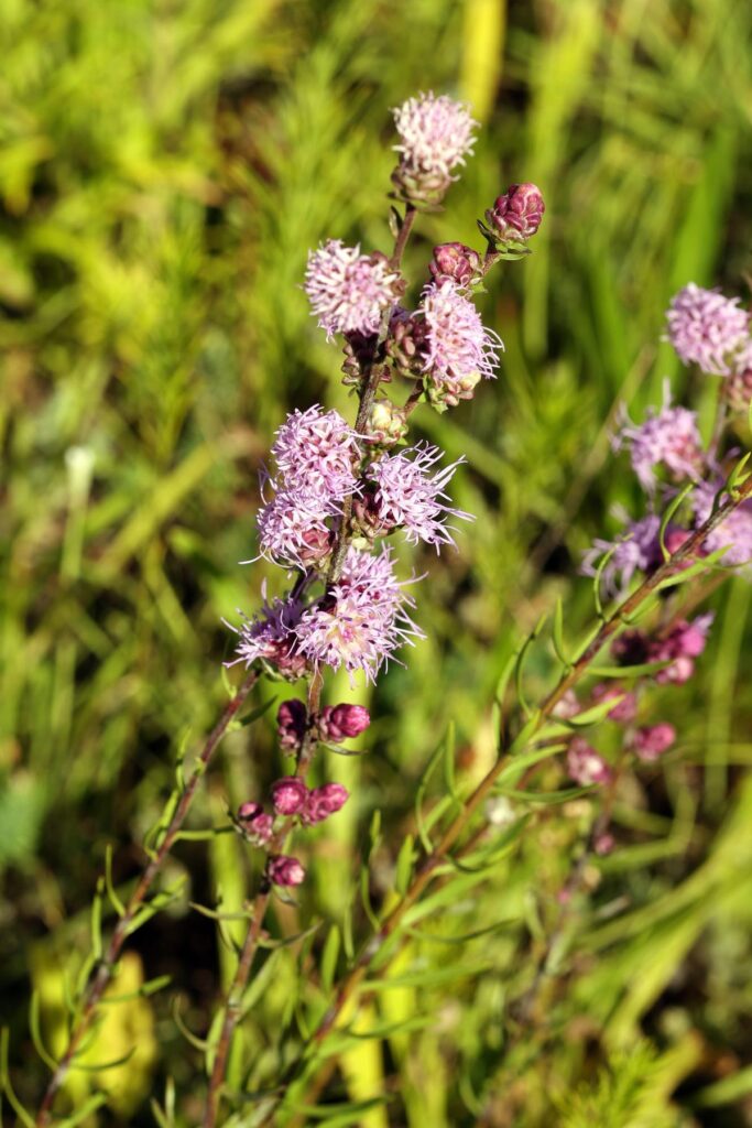 A rooftop garden in Lakeview has thousands of native plants — and a mission