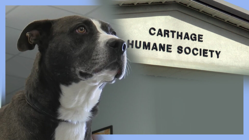 Carthage Humane Society Seeks Support for Roof Repair | KSNF/KODE