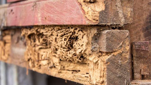 How Much Does Termite Damage Repair Cost In 2024? – Forbes Home